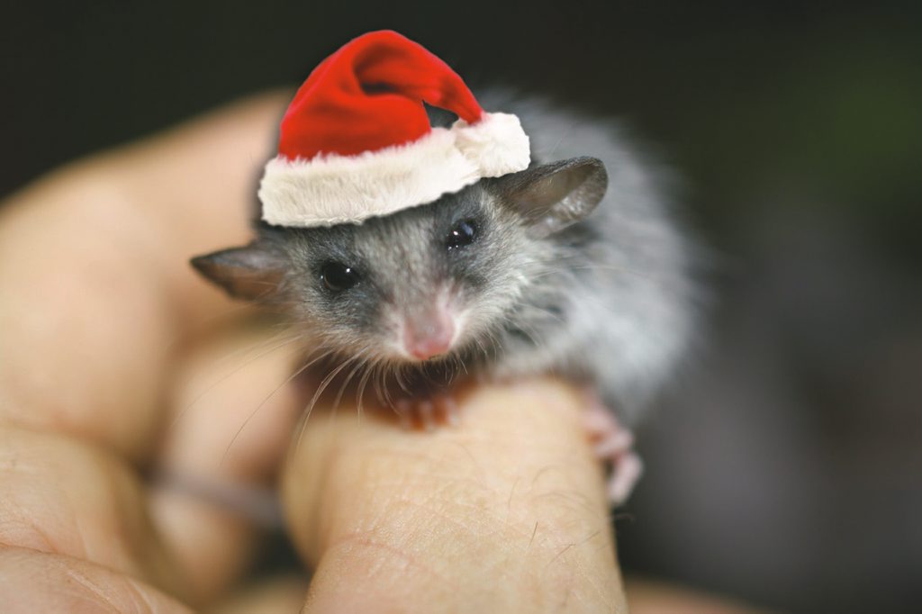 A festive-looking Pygmy possum. A festive-looking Pygmy possum.